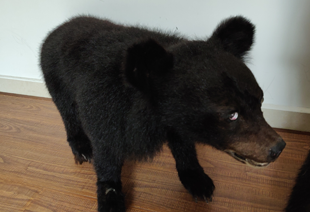 熊寶寶與牛皮菜